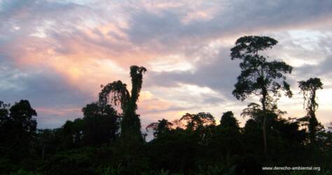 Sunset in the jungle - Amazon Region Ecuador
