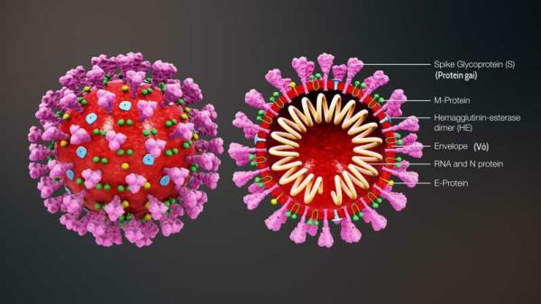 Medical coronavirus structure Estructura médica de coronavirus